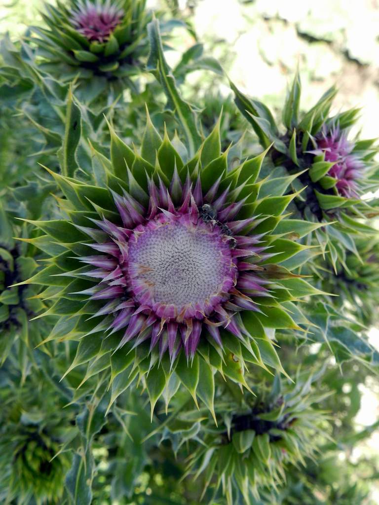 Carlina sp. da determinare - no, Carduus sp.?
